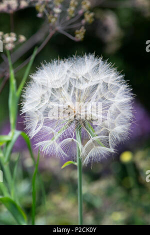 Tragopogon pratensis. Wiese Schwarzwurzeln Blume Samenköpfe Stockfoto