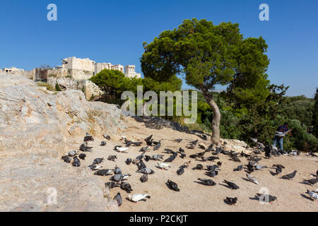 Tauben auf einem Felsen über dem Felsen der Akropolis von Athen in Griechenland sitzen Stockfoto