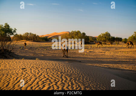 Dromedare und Sanddünen, in der Nähe von Merzouga, Erg Chebbi, Sahara, Marokko, Afrika Stockfoto