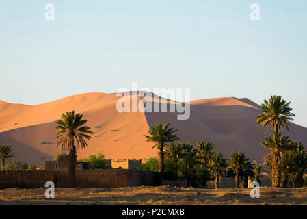 Dünen und Palmen, in der Nähe von Merzouga, Erg Chebbi, Sahara, Marokko, Afrika Stockfoto