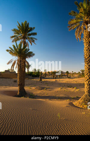Dünen und Palmen, in der Nähe von Merzouga, Erg Chebbi, Sahara, Marokko, Afrika Stockfoto