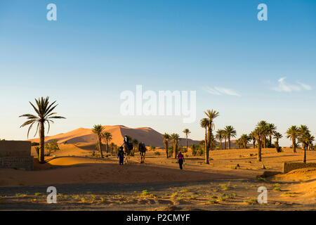 Dünen und Palmen, in der Nähe von Merzouga, Erg Chebbi, Sahara, Marokko, Afrika Stockfoto