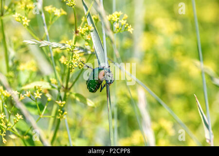 Ein Bild von einem grünen glänzende Käfer sitzt auf einem Grashalm in einem Feld Stockfoto