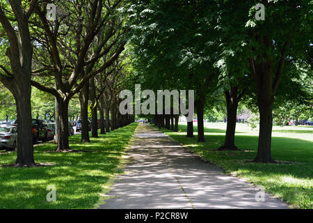 Einer von Bäumen gesäumten Gehsteig auf der Midway Plaisance in Chicago's South Side Hyde Park. Stockfoto