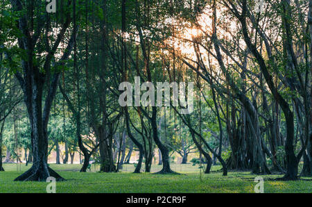 Dunkle Szene von Tropical Forest Park im grünen Gras bedeckt, kleinen Bäumen und Lianen. Sonnenlicht durch Blätter und Zweige. Stockfoto