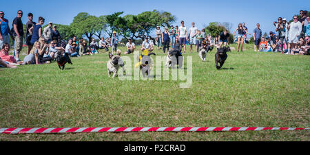 Rennen Teilnehmer bei pug Dash, ein jährlicher Spaß Rennen in Muizenberg, Cape Town, Western Cape Provinz, Südafrika gehalten Stockfoto