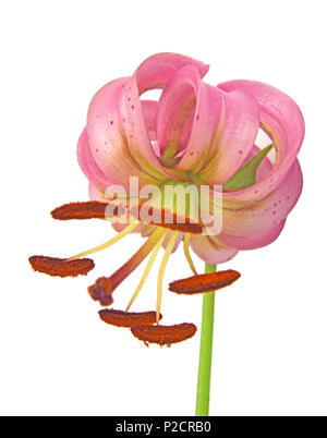 Nahaufnahme einer Blüte Martagon Lilie (Lilium martagon) auf weißem Hintergrund Stockfoto