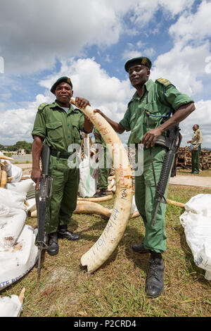 Arbeitnehmer und Förster Stapeln und Sortieren für Elfenbein Elfenbein brennen Zeremonie geplant auf dem Lilongwe Parlament gründen in Malawi, an dem kein Elfenbein verbrannt wurde. Stockfoto