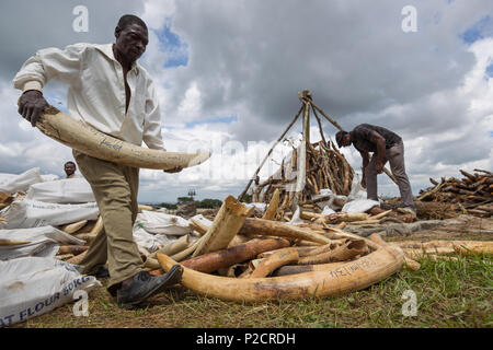 Arbeitnehmer und Förster Stapeln und Sortieren für Elfenbein Elfenbein brennen Zeremonie geplant auf dem Lilongwe Parlament gründen in Malawi, an dem kein Elfenbein verbrannt wurde. Stockfoto