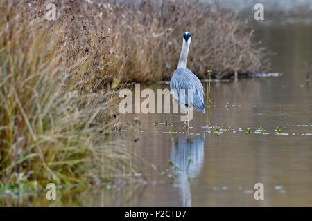 Frankreich, Doubs, natürlichen Umgebung von Allan, Graureiher (Ardea cinerea) Stockfoto