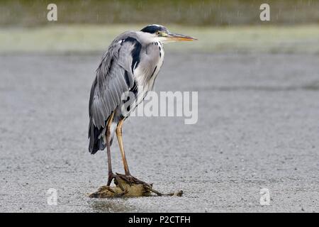 Frankreich, Doubs, natürlichen Umgebung von Allan, Graureiher (Ardea cinerea), Vogel im Regen Stockfoto