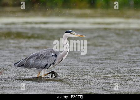 Frankreich, Doubs, natürlichen Umgebung von Allan, Graureiher (Ardea cinerea) Stockfoto