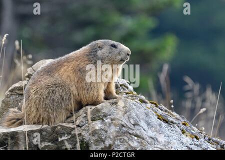 Schweiz, Jura, Kanton Neuenburg, massiv Chasseral, Marmot im Herbst Stockfoto