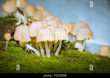 Kleine Pilze auf grünem Gras Stockfoto