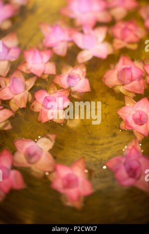 Indien, Kerala State, Kochi, Atmosphäre Stockfoto