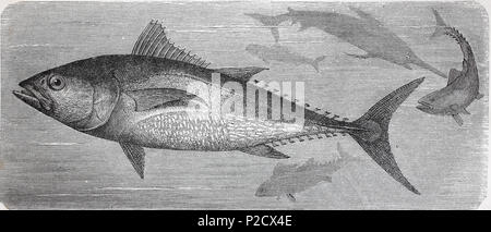 Albacore, Thunnus alalunga, auch als longfin Thunfisch, Fisch, digital verbesserte Reproduktion von einem ursprünglichen Drucken aus dem 19. Jahrhundert, 1881 Stockfoto