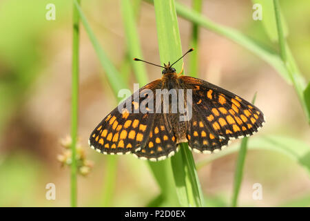 Eine schöne seltene Heide Fritillaryschmetterling (Melitaea athalia) hocken auf einem Grashalm im Wald. Stockfoto