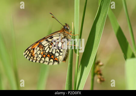 Eine schöne seltene Heide Fritillaryschmetterling (Melitaea athalia) hocken auf einem Grashalm im Wald. Stockfoto