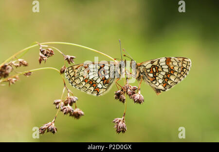 Zwei atemberaubenden seltene Heide Fritillaryschmetterling (Melitaea athalia) auf das Säen Gras, einander in einem Waldgebiet Clearing. Stockfoto