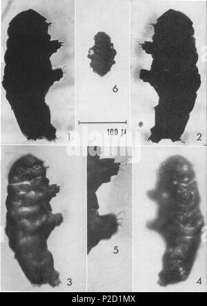 . Englisch: Beorn leggi Cooper, Feigen. 1-5; Abb. 6 m juvenile (? Tardigrade hetero). Abbn. 1, 3 - recht Aspekt der Probe; Feigen. 2, 4, d. h. die linke Aspekt; Abb. Beine II und III Abb. 3, erweitert. Staffel 100 Mikron. Silhouetten 1 und 2 wurden von William legg fotografiert, und stammen aus seiner These. Abbn. 3. und 4. wurden mit dem Muster in Krone Öl eingetaucht, mit einer Kombination aus reflektiert und Licht übertragen beleuchtete fotografiert und in Positionen ähnlich, aber nicht identisch: Der 1., 2. und der Text o.f Zahlen. Keine der Fotografien wurden retuschiert, aber die Krallen in Abb. haben Stockfoto