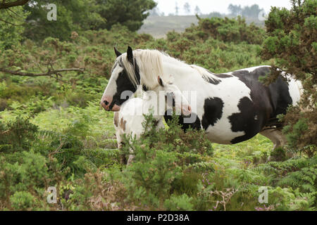Eine atemberaubende Pferd (Equus ferus Caballus) und ihre süße Fohlen stehen zusammen in Heide. Stockfoto