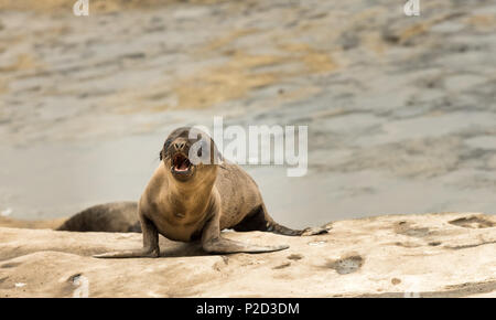 Sea lion pup Spielen auf den Klippen in La Jolla, Kalifornien, USA Stockfoto