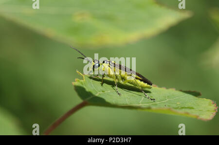 Eine hübsche grüne Sawfly (Rhogogaster viridis) ruht auf einem Aspen Tree leaf. Stockfoto