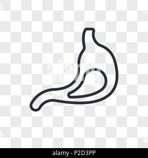 Gastroenterologie vektor Icon auf transparentem Hintergrund isoliert, Gastroenterologie logo Konzept Stock Vektor