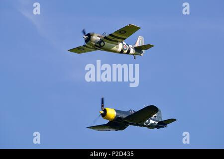 Grumman FM2 Wildcat & Goodyear FG-1D Corsair fliegen zusammen an der Marine Airshow in Old Warden Flugplatz am 3. Juni 2018 Fliegen Stockfoto