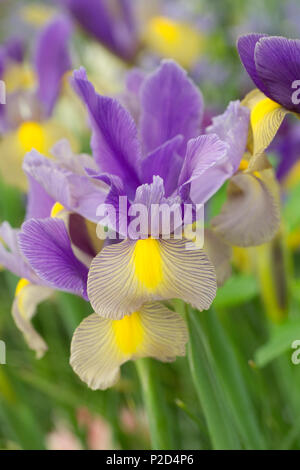 Iris x Hollandica 'Zigeuner Schönheit" Blumen. Stockfoto