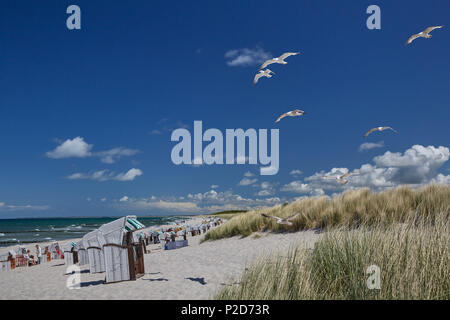 Möwen am Strand der Ostsee in der Nähe von Graal Müritz, Mecklenburg Vorpommern, Deutschland Stockfoto