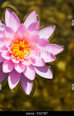 Schöne rosa Seerosen blühen, natürlichen Pool, Entspannung meditation Stockfoto