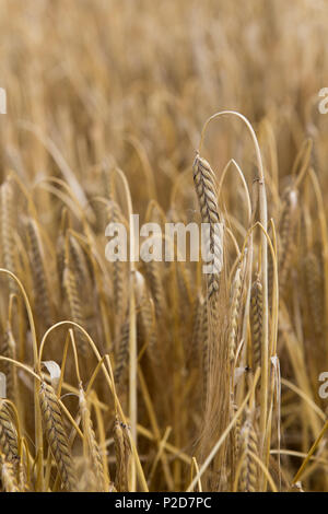 Reif für die Ernte von Gerste Köpfe bereit. Yorkshire, UK. Stockfoto