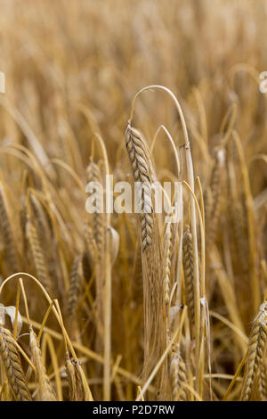 Reif für die Ernte von Gerste Köpfe bereit. Yorkshire, UK. Stockfoto