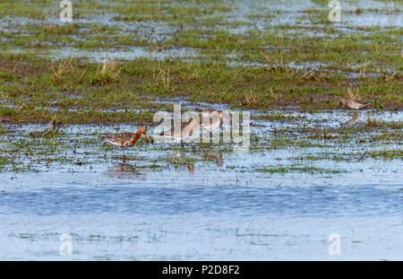 Uferschnepfe in der Nähe der Druridge Pools, Northumberland, England Stockfoto