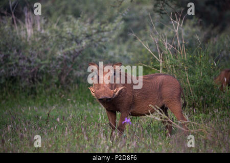 Gewöhnlicher Warzenschwein (Phacochoerus africanus), der in freier Wildbahn erwachsen ist, stellt Augenkontakt im Mokala-Nationalpark, Nordkap, Südafrika, her Stockfoto