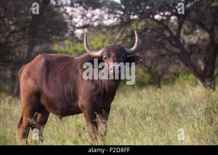 Cape Buffalo (Syncerus Caffer Caffer) Nahaufnahme macht Blickkontakt in freier Wildbahn im Mokala Nationalpark, Nordkap, Südafrika Stockfoto