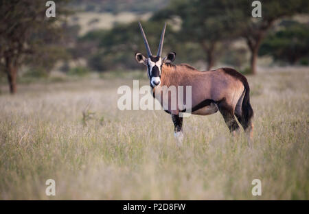 Gemsbok-, Gemsbuck- oder südafrikanische Oryx-Antilope (Oryx gazella) bei Sonnenuntergang in freier Wildbahn im Mokala-Nationalpark auf der Nordkappseite bei Augenkontakt Stockfoto