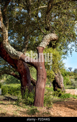 Korkeichen, Alentejo, Portugal Stockfoto