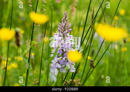 Gemeinsame getupft Orchidee Dactylorhiza fuchsii, Buhlbachsee, in der Nähe von Baiersbronn, Schwarzwald Nationalpark, Schwarzwald, Baden-Wuert Stockfoto