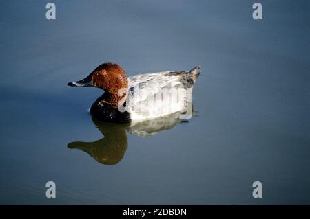 . Parque Nacional Tablas de Daimiel, Laguna, pato' Porrón Común". Stockfoto