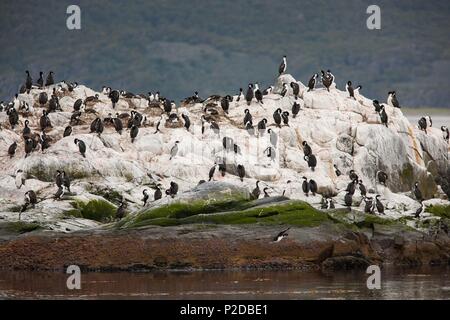 Argentinien, in der Provinz Tierra del Fuego, Ushuaia, auf einer Insel im Beagle Kanal, Kolonien von Magellan Kormorane und Seelöwen Stockfoto