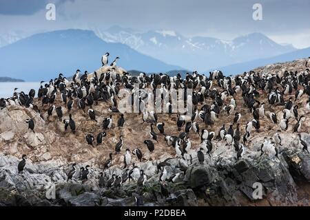 Argentinien, in der Provinz Tierra del Fuego, Ushuaia, auf einer Insel im Beagle Kanal, Kolonien von Magellan Kormorane und Seelöwen Stockfoto