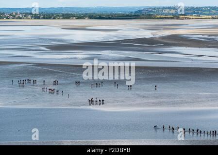 Frankreich, Manche, die Bucht von Mont Saint Michel, ein UNESCO Weltkulturerbe, überqueren die Bucht zu Fuß Stockfoto