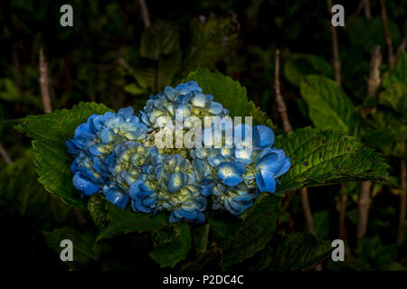 Blaue Hortensie oder hortensia Blumen Stockfoto