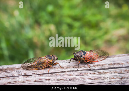 Zwei erwachsene Zikaden Tibicina haematodes mit orange Adern auf den Flügeln Stockfoto