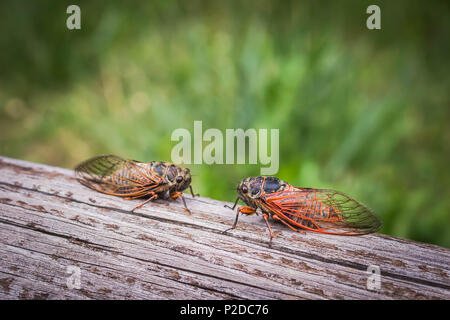 Zwei erwachsene Zikaden Tibicina haematodes mit orange Adern auf den Flügeln Stockfoto