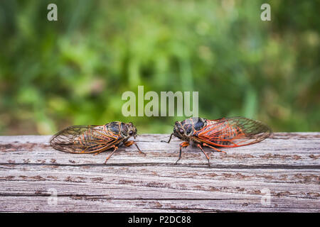 Zwei erwachsene Zikaden Tibicina haematodes mit orange Adern auf den Flügeln Stockfoto
