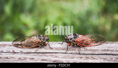 Zwei erwachsene Zikaden Tibicina haematodes mit orange Adern auf den Flügeln Stockfoto