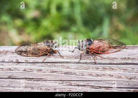 Zwei erwachsene Zikaden Tibicina haematodes mit orange Adern auf den Flügeln Stockfoto